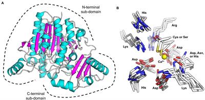 Sulfatases: Critical Enzymes for Algal Polysaccharide Processing